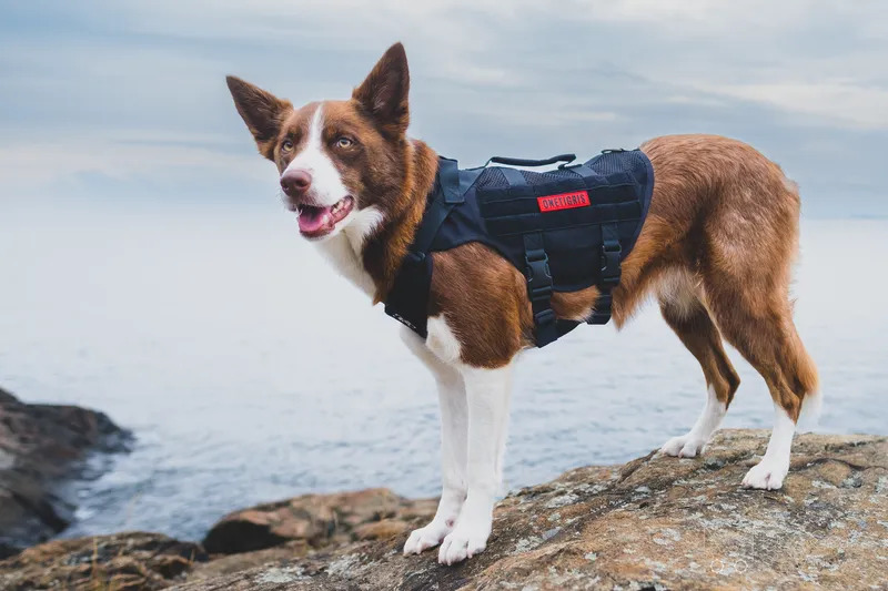 OneTigris AIRE Mesh Harness Review