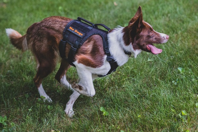 Compatible with MAXIMUS harness Made with our new and #improved #harness  adaption feature, the Monty #jacket has it all. On top of the…