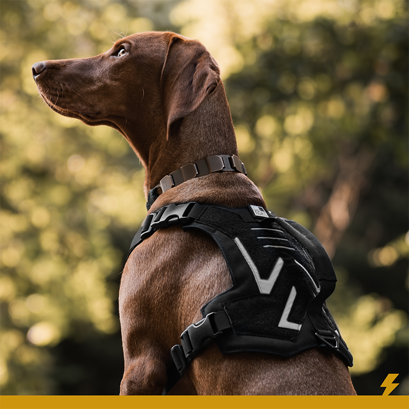 velcro patches for dog harness｜TikTok Search