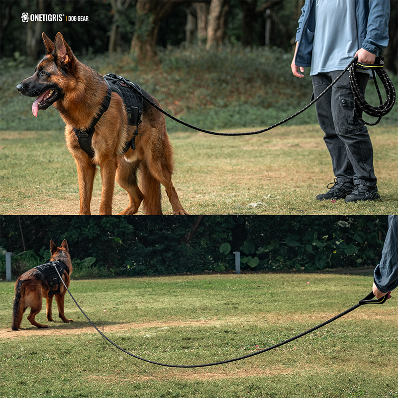Display of Dog Leash 27