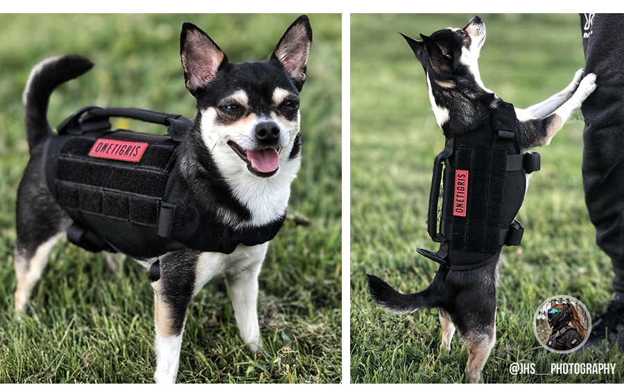 Best Tactical Dog Gear - SitStay